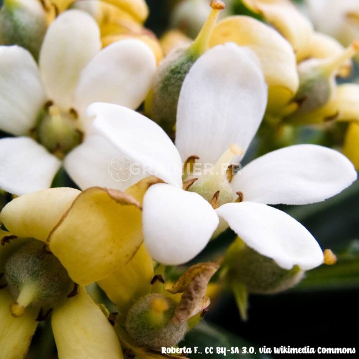 Pittospore du Japon, japanese cheesewood, Pittosporum tobira image